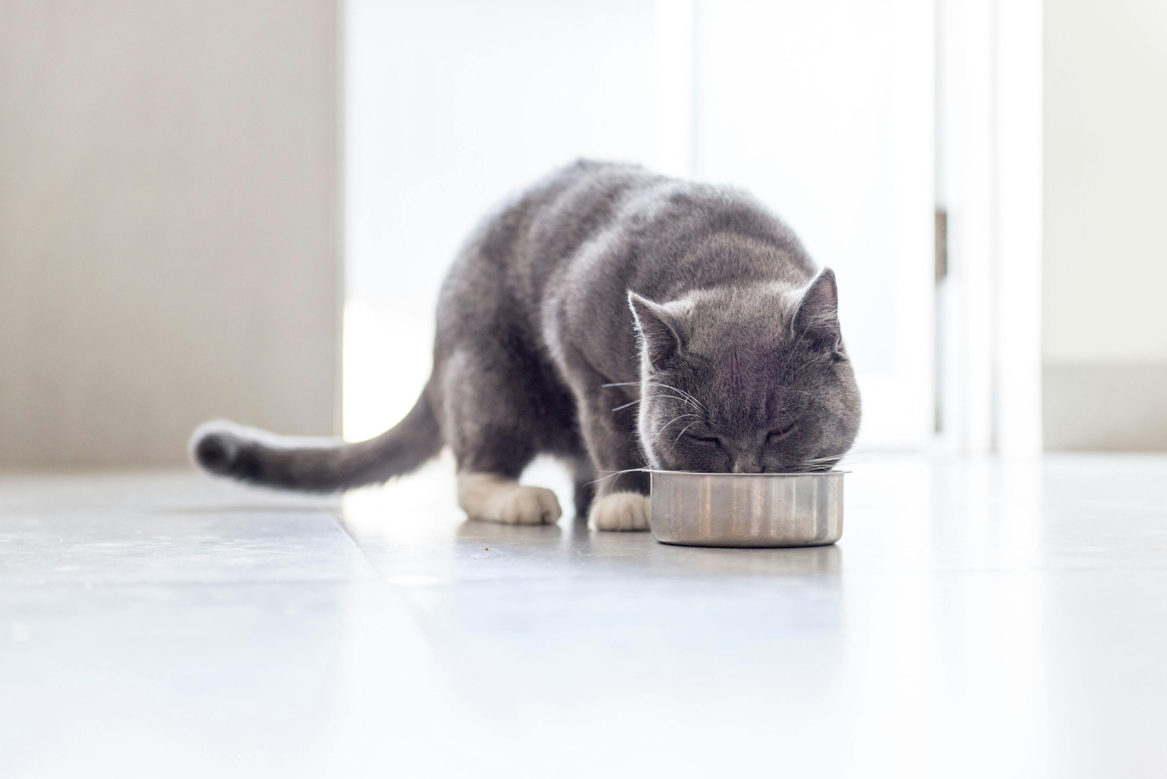 Pet food company launches new gastrointestinal diets 