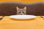 Cats Display Different Behaviors to Indicate Food Palatability