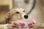 Survey Says: Pet Owners, Raw Diets, and Veterinarians