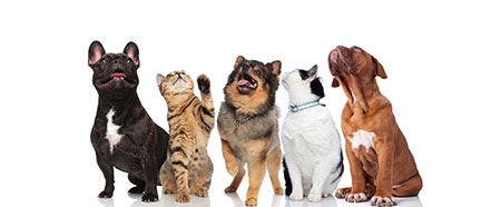 veterinary-cats-dogs-five-AdobeStock_216656771-450.jpg