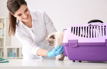 veterinary-cat-carrier-AdobeStock_199802346_450.jpg