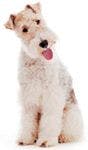 veterinary-dog-fox-terrier-171571665-819333-1404220422890.jpg