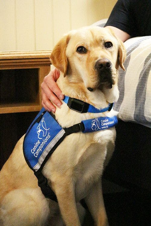 Technologically advanced collar device for service dogs