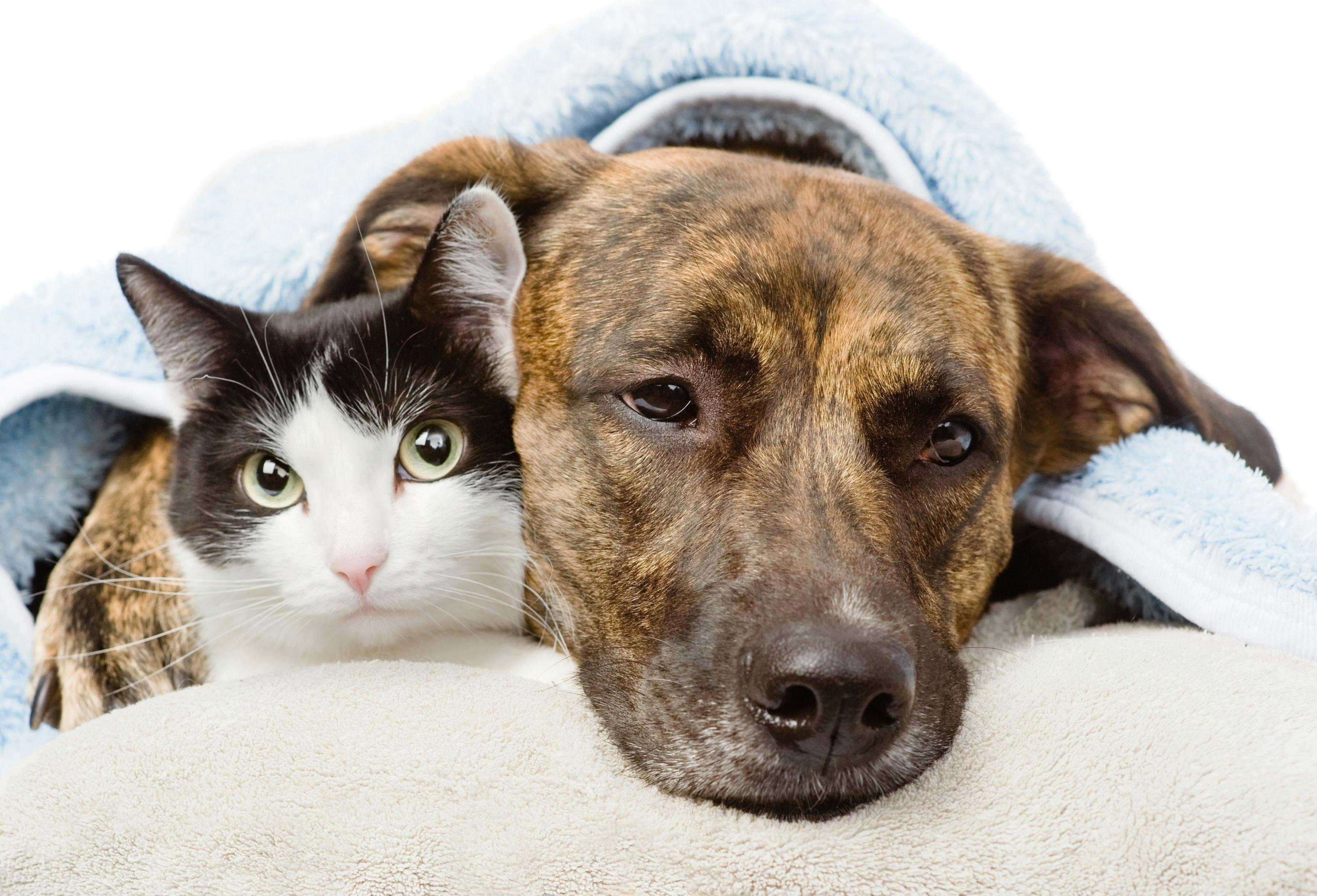 sad dog and cat lying on a pillow under a blanket. 