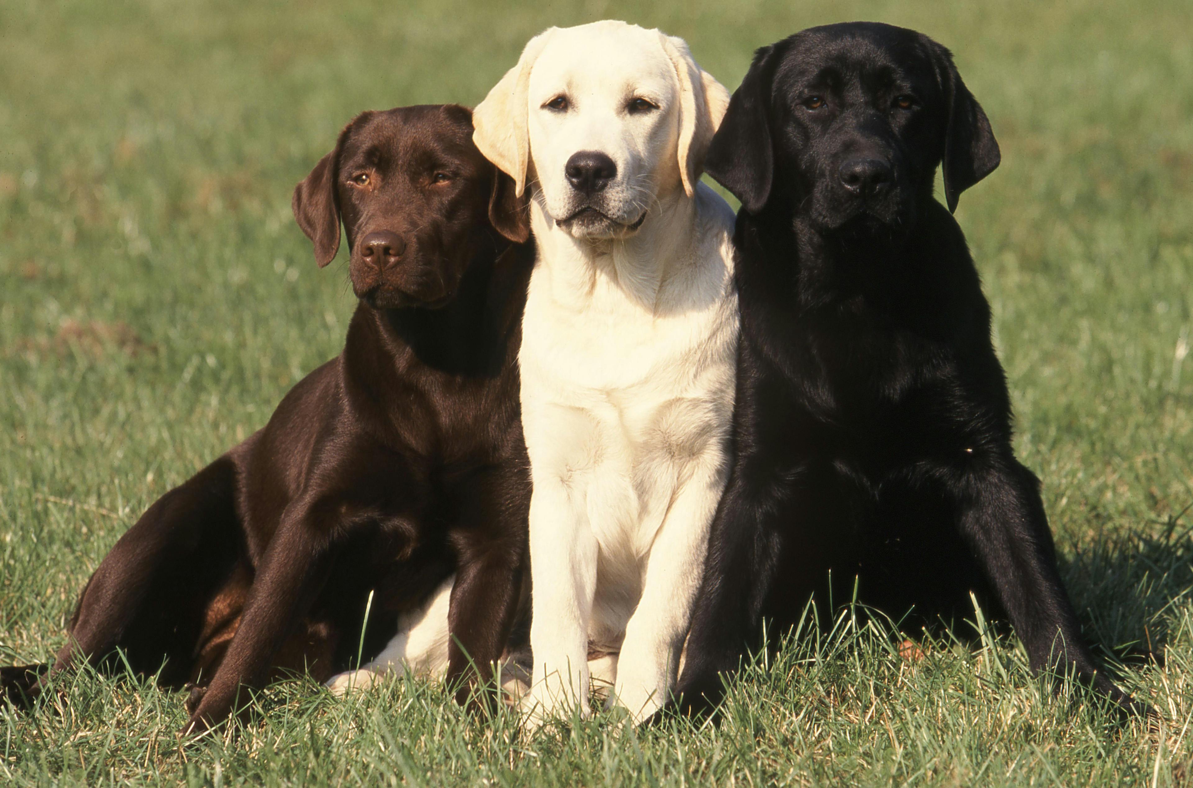 Retrievers have a mutation that makes them hungrier, study discovers