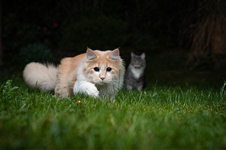 cats outside 