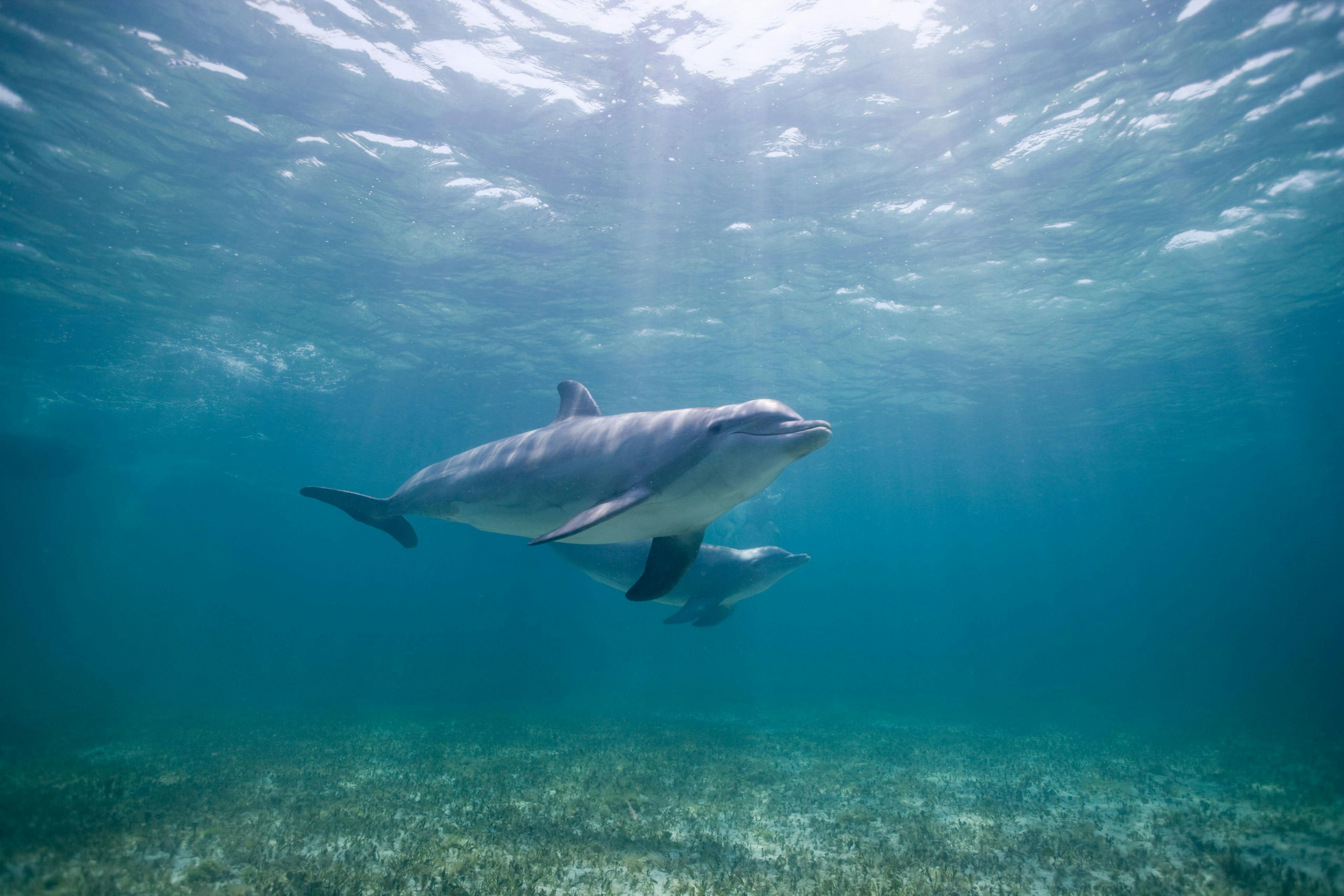 Researchers document Florida dolphin with avian influenza