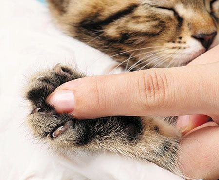 veterinary_cat_paw-claw-Getty-