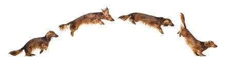 veterinary-dog-Dachshund-jumping-450px-49148620.jpg