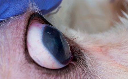 veterinary-dog-eye-closeup-AdobeStock_261695872-450.jpg