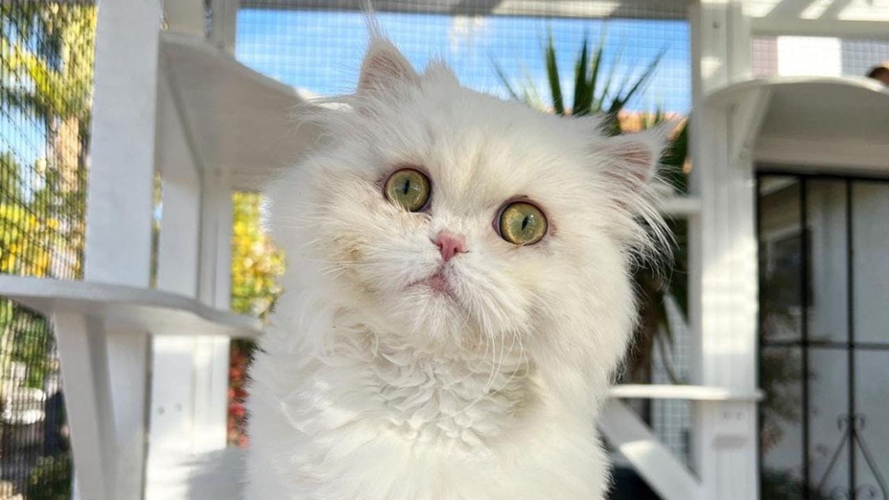 Chouchou at home taking in some fresh air from his outdoor catio following his cleft palate surgery at the UC Davis veterinary hospital (Photo courtesy of @kittenxlady Instagram).