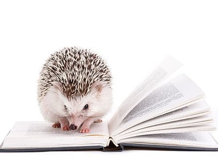 veterinary_hedgehog_reading_Salmonella_
