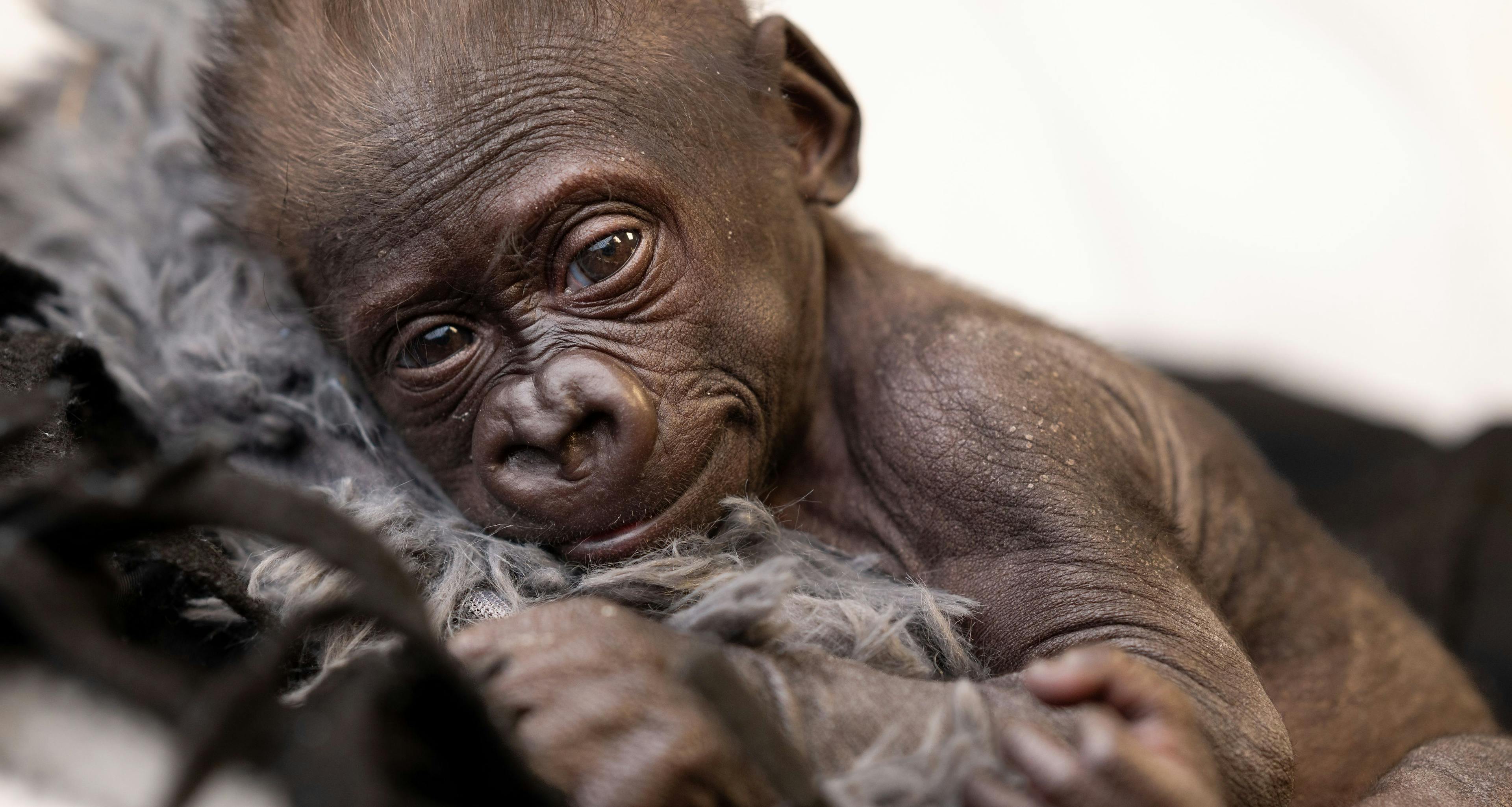 Jameela was born via Caesarean section on January 5, 2024, at the Fort Worth Zoo (Images courtesy of Fort Worth Zoo) 