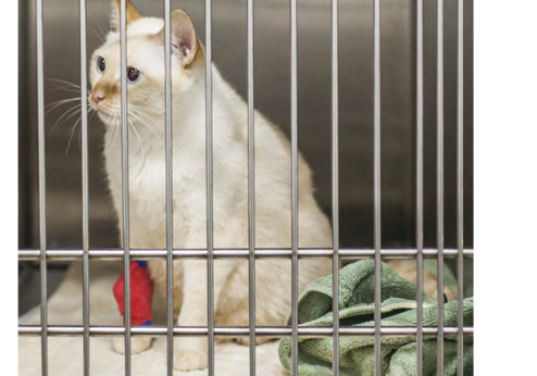 Shelter Snapshot: Infectious respiratory disease in animal shelters