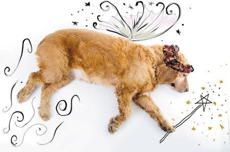 veterinary-dog-fairy-hand-drawn-486368484-450.jpg