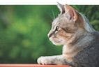Effect of Early-Age Gonadectomy on Feline Behavior 