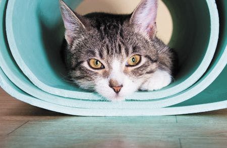 veterinary-kitten-sitting-on-a-yoga-mat-cat-thinking-tired-450px-shutterstock-517604737.jpg