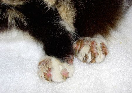 Veterinary_Ghubash_itchy_Cat_fig4.jpg