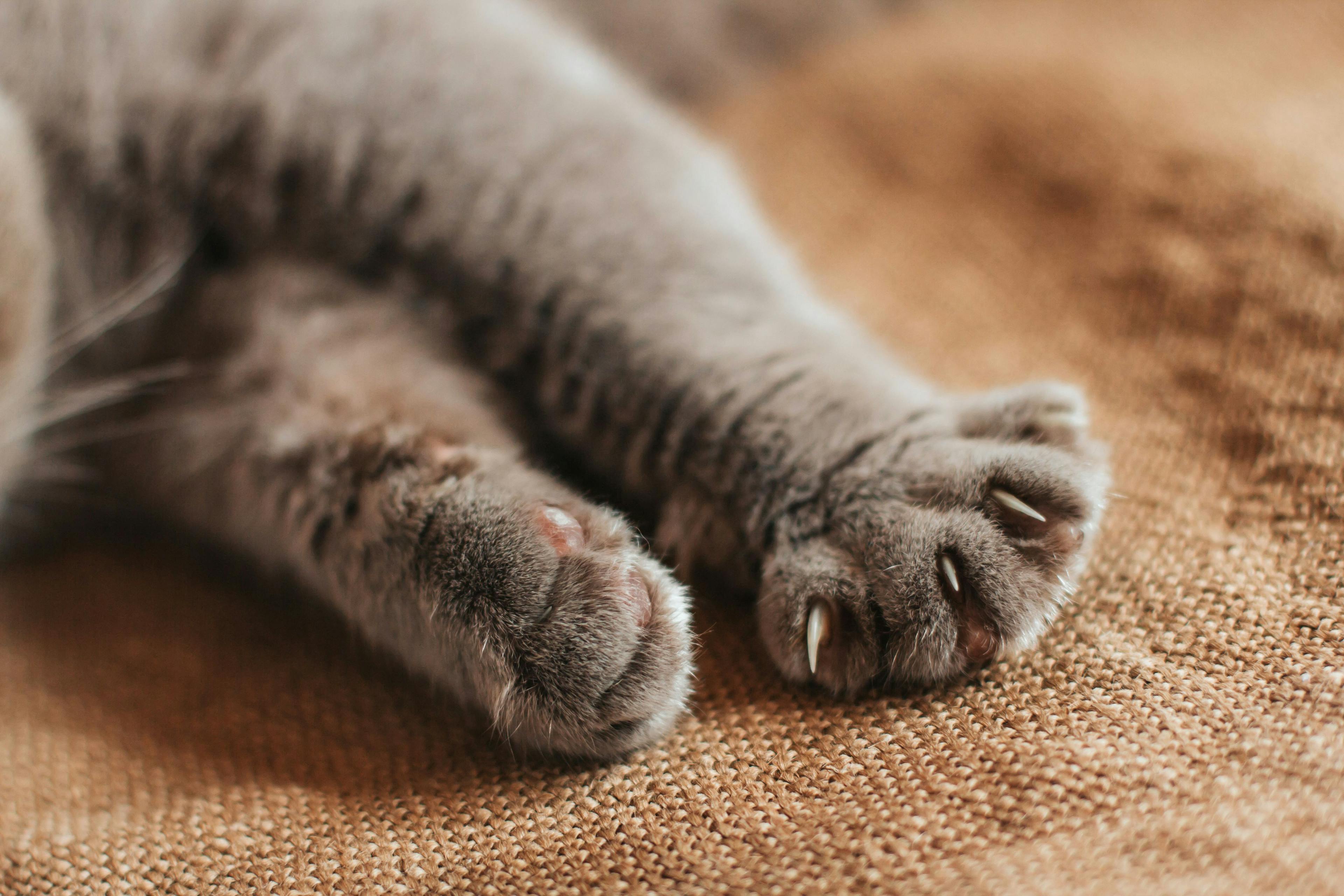 Fetch dvm360® preview: Declawing: Detrimental effects and common myths debunked 
