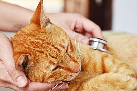 veterinary-cat-exam-AdobeStock_66044139_450.jpg