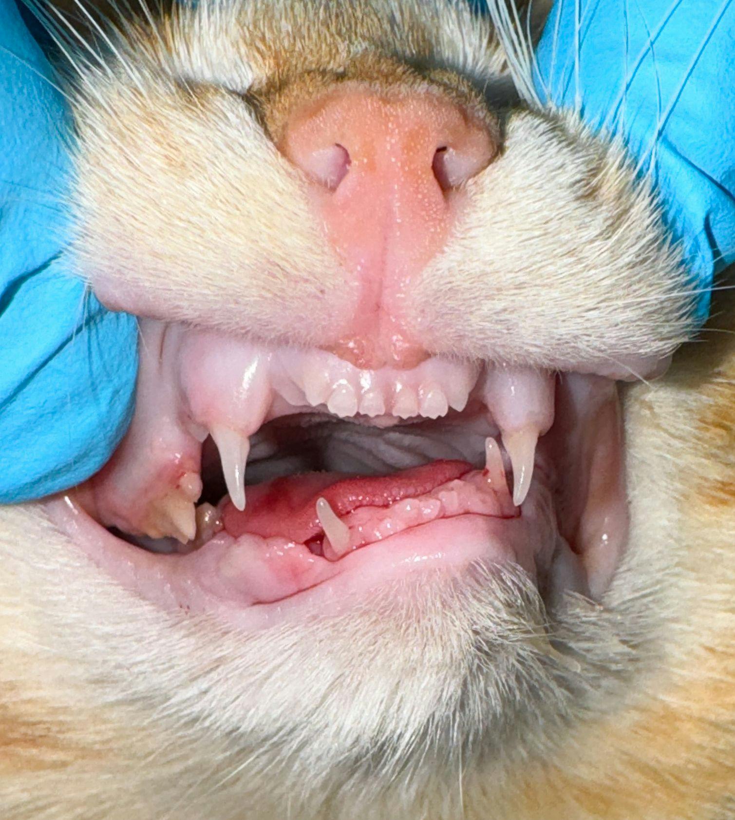 Figure 6: A 17-week-old kitten with traumatic malocclusion.