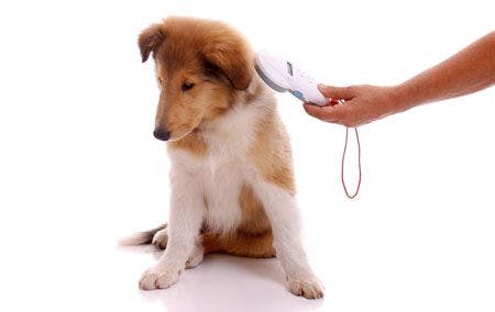 veterinary_dog_getting_microchip_read_AdobeStock_44716319_450.jpg