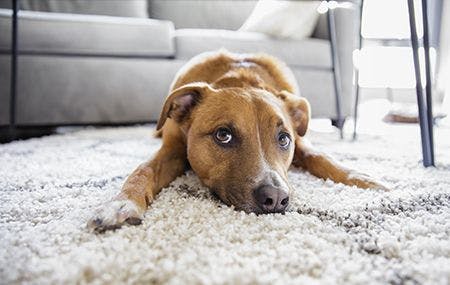 veterinary-shepherd-mix-puppy-dog-makes-funny-face-lying-on-shag-rug-carpet-at-home-shutterstock-599214506-450.jpg