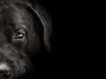 veterinary-dog-lab-sad-AdobeStock_97752610_450.jpg