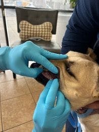 Figure 1: Thiol strip testing a dog that is less than 1 year old (images courtesy of Arizona Veterinary Dental Specialists)
