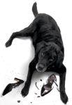 veterinary-dog-lab-black-destroy-shoes-anxiety-108220524-814579-1404223935647.jpg