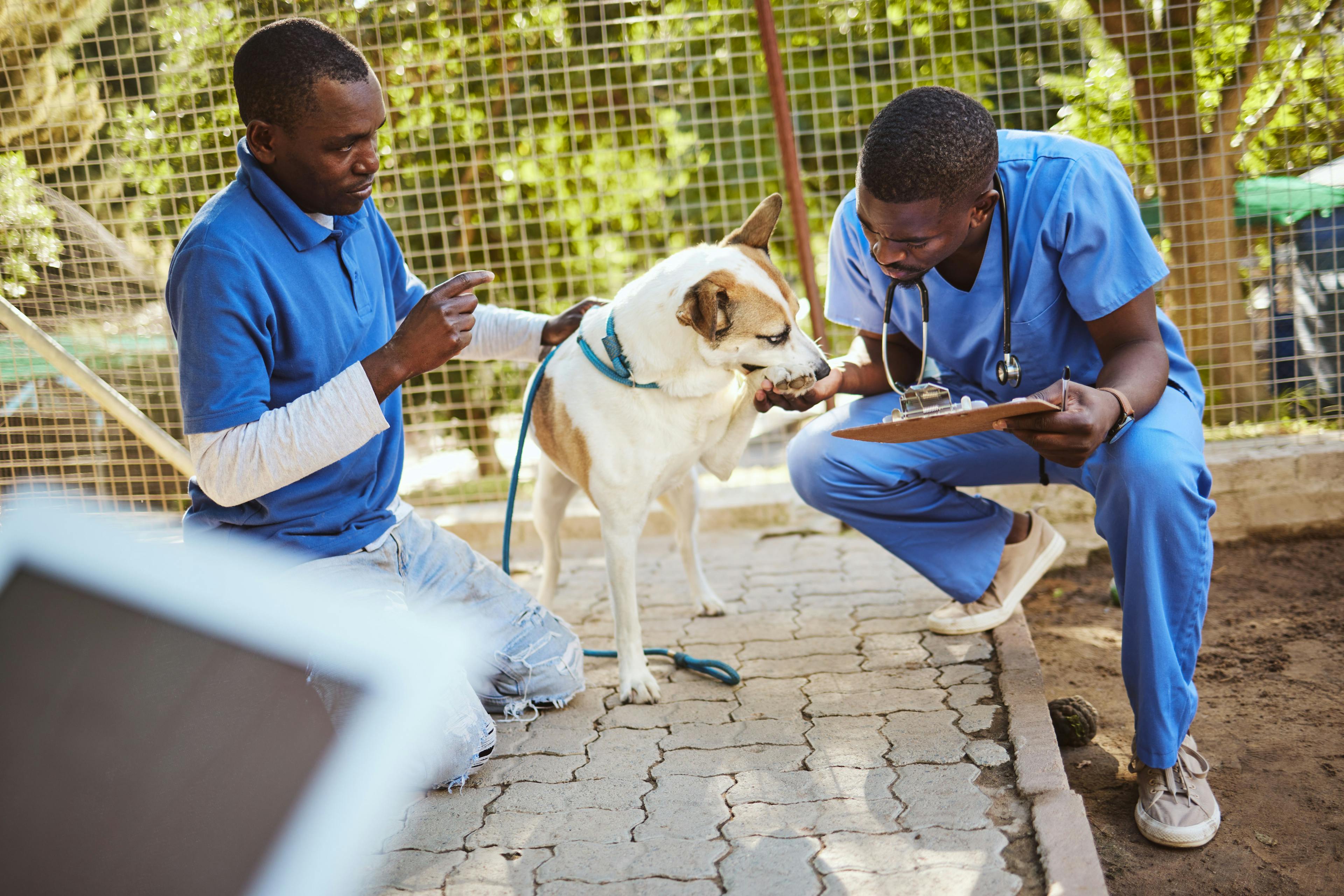 Nonprofit launches veterinary technician scholarship fund 