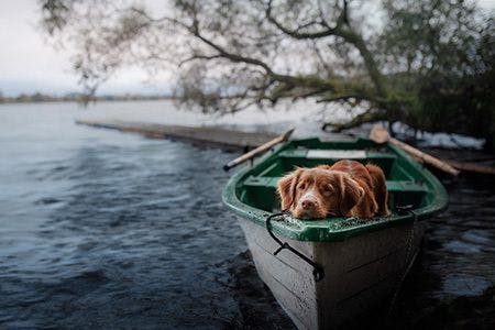 veterinary-dog-in-boat_AdobeStock_189208373-450.jpg