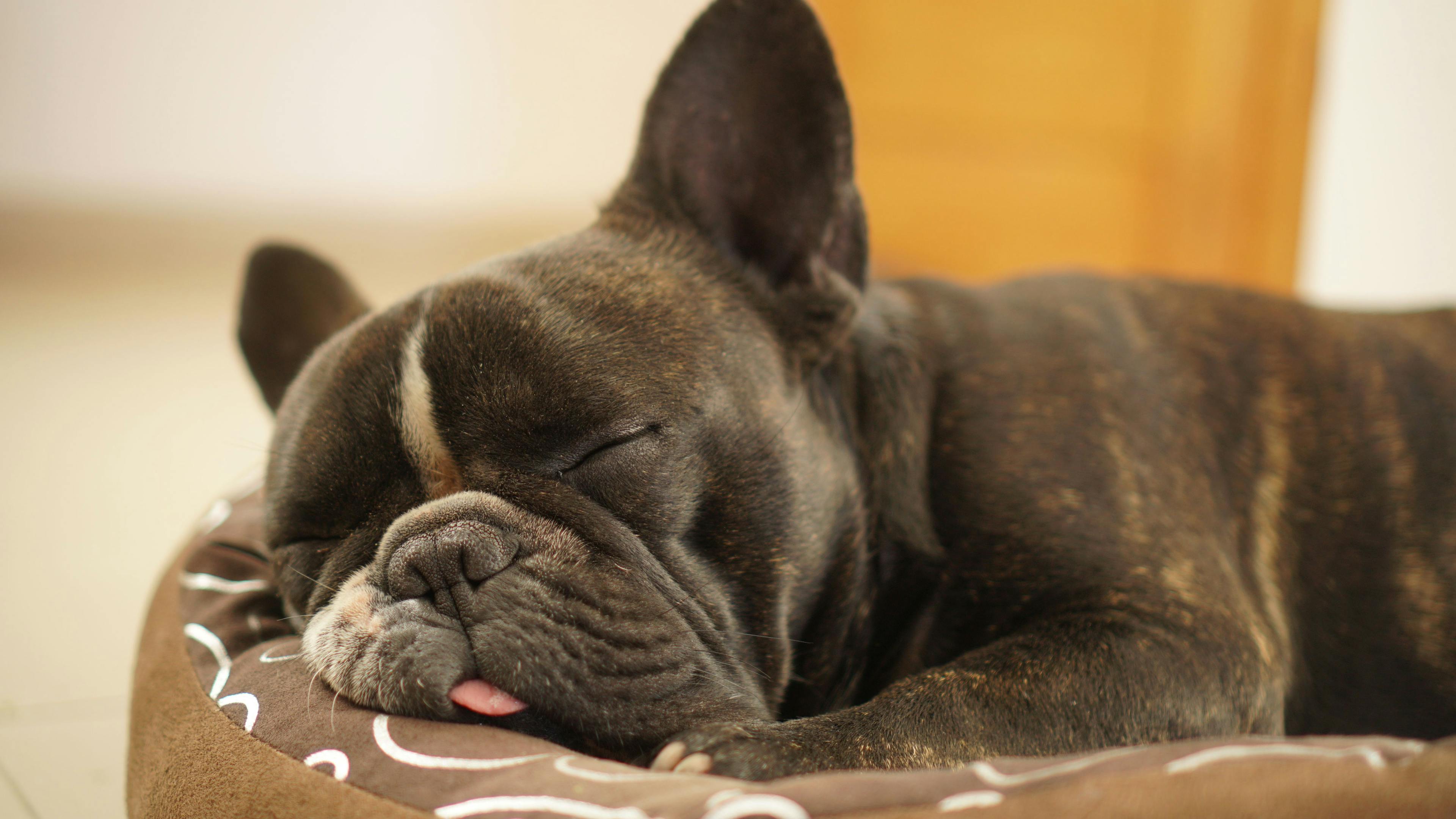 3 must-reads on French bulldogs