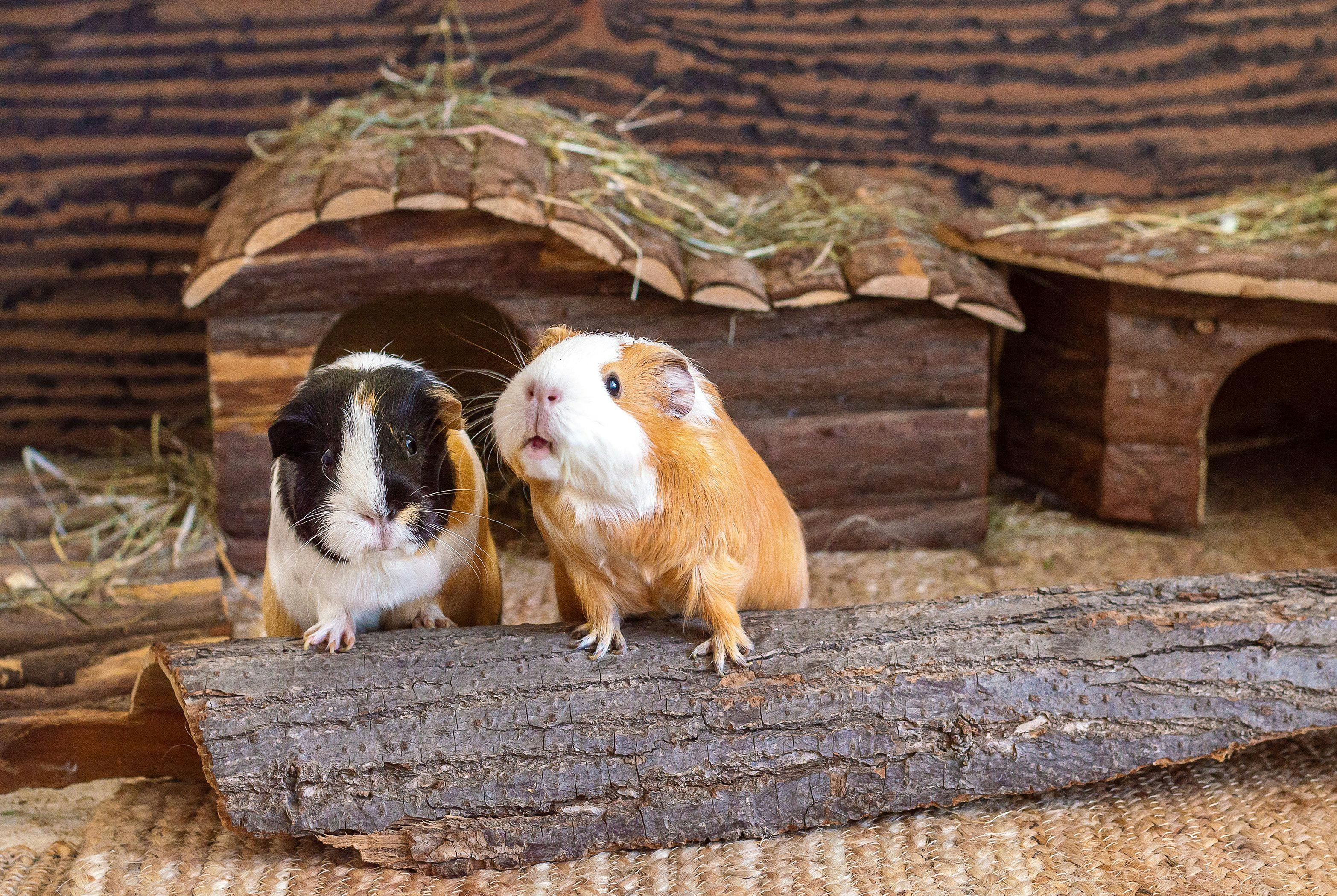 Elective ovariectomy in guinea pigs and its role in prevention of reproductive diseases