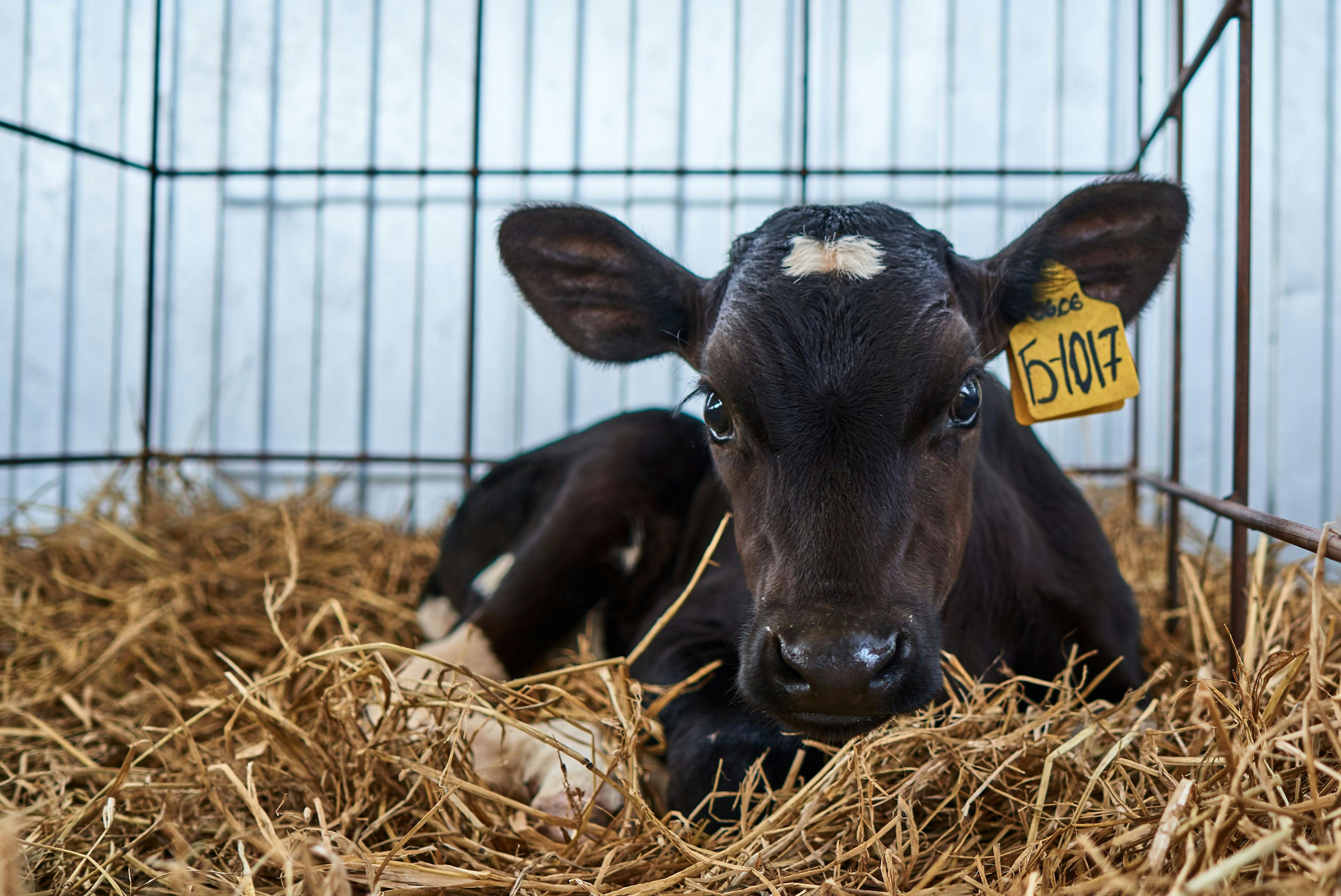 Calf on a livestock farm