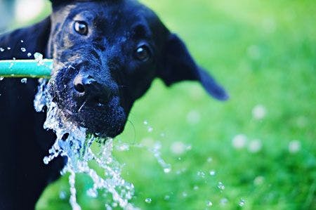 450veterinary-Dog-drinking-from-a-water-hose-97449285.jpg