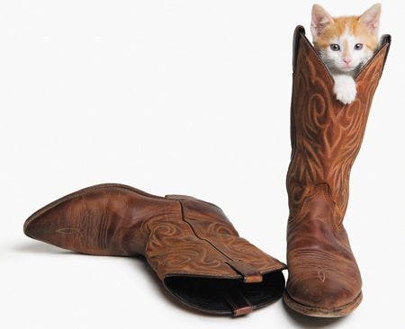 veterinary-Cat-in-cowboy-boots-87253837_450.jpg