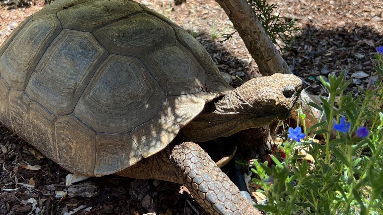 Tortie, the 80-year-old California desert tortoise (All images photo courtesy of UC Davis School of Veterinary Medicine). 