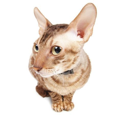 veterinary-cat-listens-450px-shutterstock-121026571.jpg