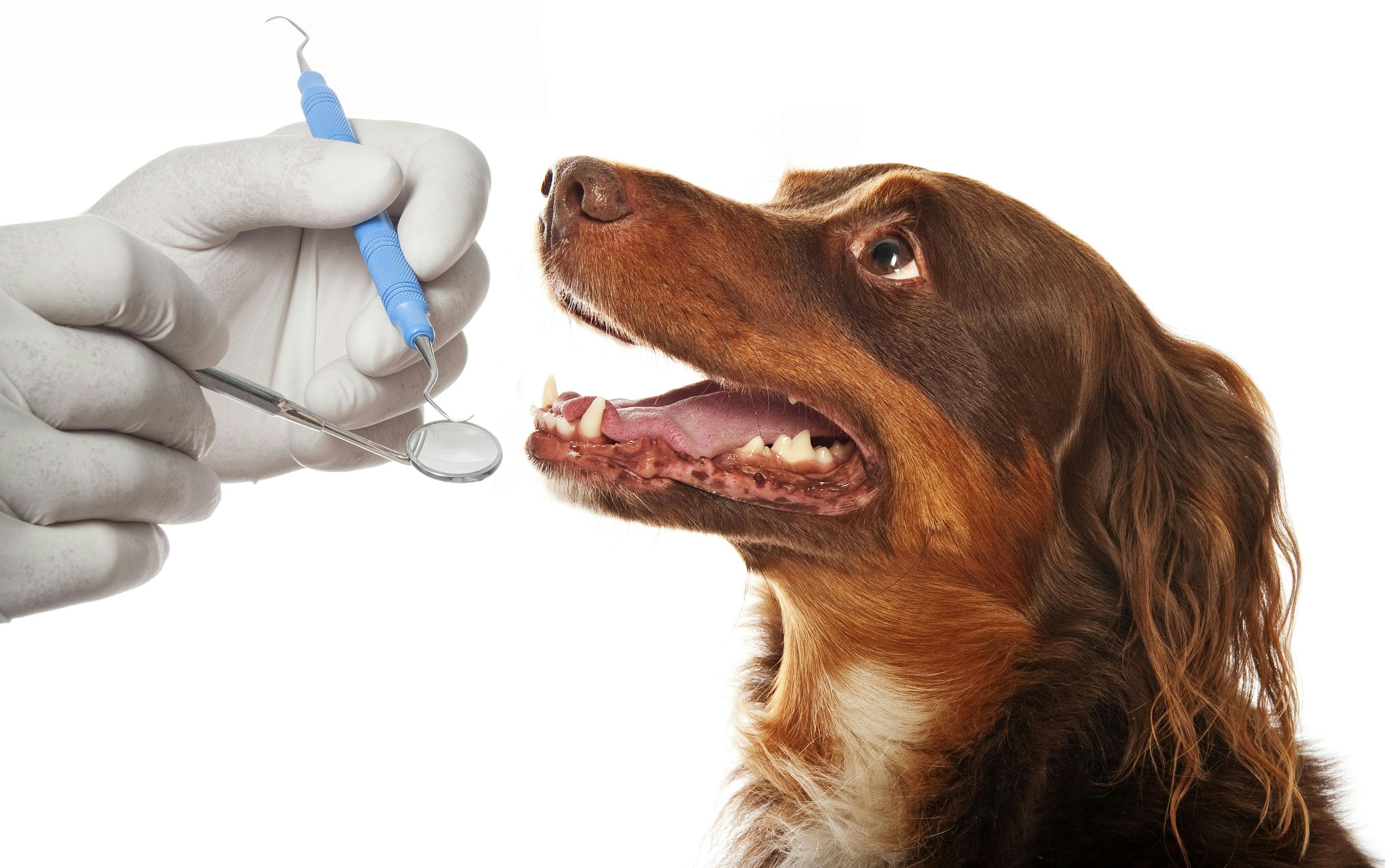 NAVC offers dentistry summit to address oral disease in pets