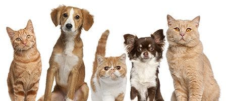 veterinary-cute dogs and cats-AdobeStock_37685836_450px.jpg