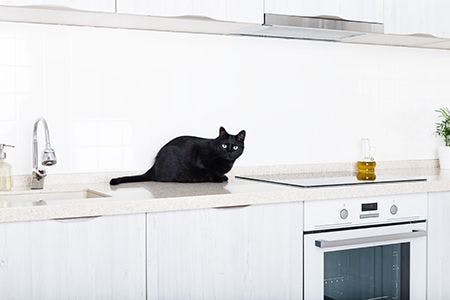 cat on counter