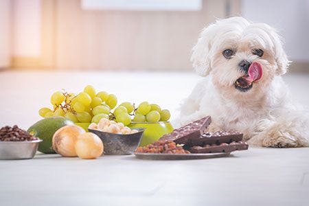 dog with food 