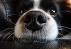 Exploration of a Working Dog's Nose