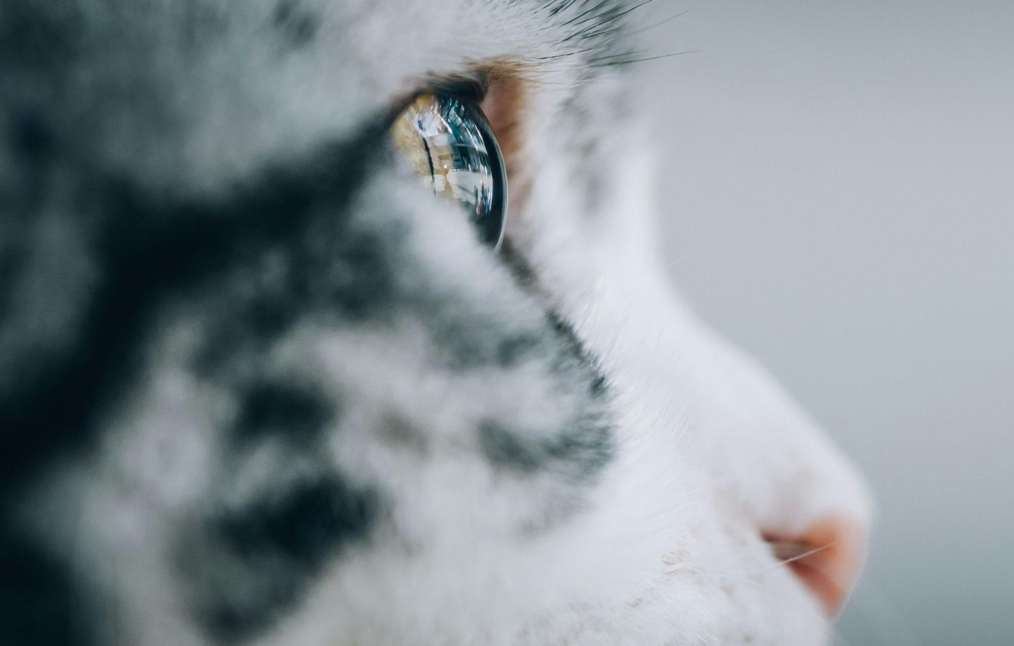 Veterinary emergency & specialist clinic in Vermont now offers ophthalmology care 