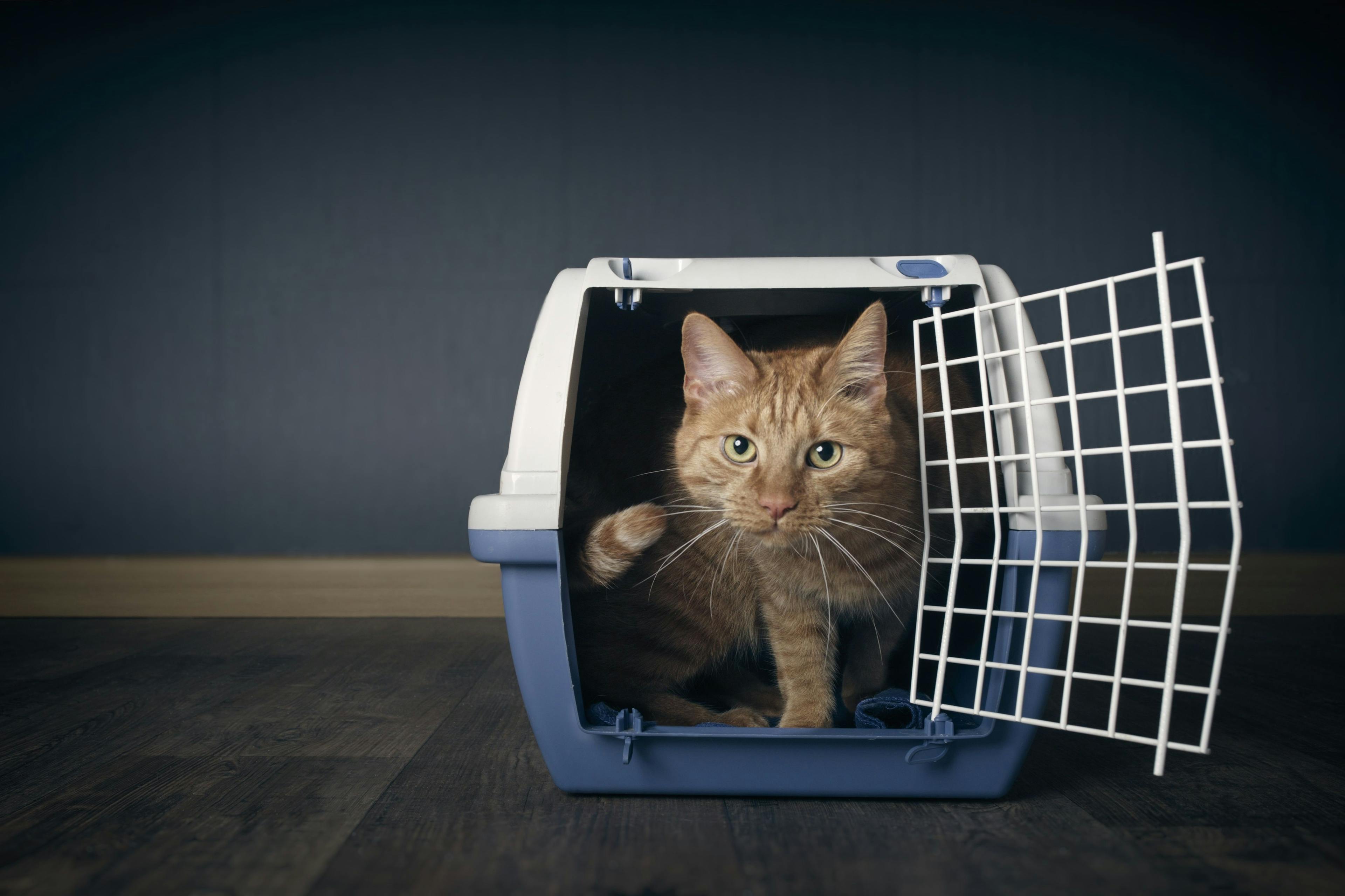 Tips and tricks for getting anxious cats to the vet