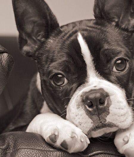 veterinary-dog-boston-sad-tired-calm-couch-157180731_450.jpg