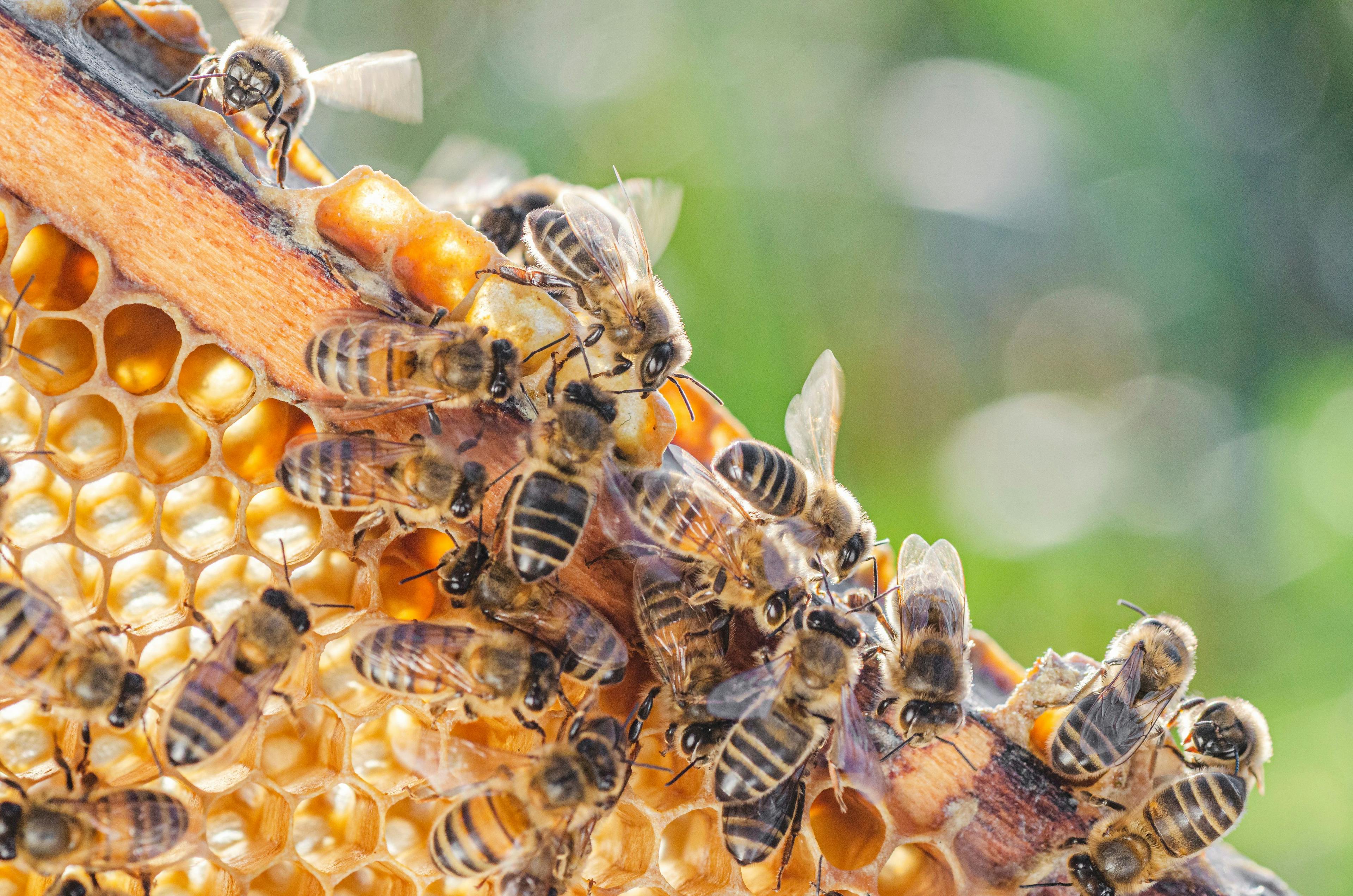 Bees on apiary honeycomb