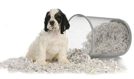 veterinary-puppy-sitting-in-recycled-paper-american-cocker-450px-shutterstock-87091733.jpg