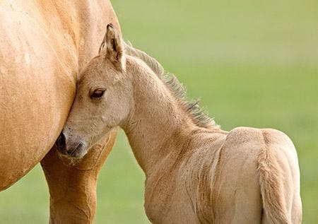 veterinary-horse-colt-AdobeStock_29334906-450.jpg